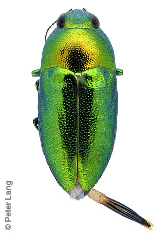 Neocuris cf. viridimicans, PL1424B, male, from Melaleuca lanceolata, EP, 6.5 × 2.8 mm